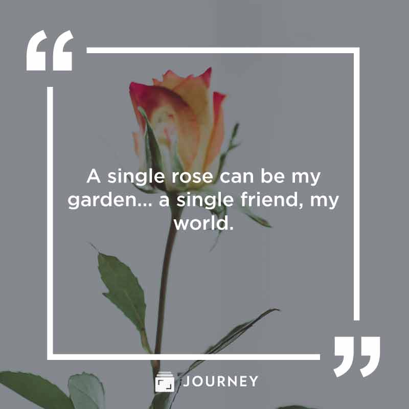 Happy Valentine's Day Quotes for Friends, "A single rose can be my garden... a single friend, my world."